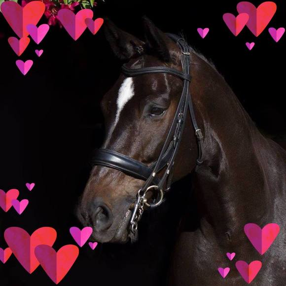 Meet your Posher, Dakota - Picture 1 of 1